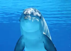 Nile Pharaoh Dolphin House