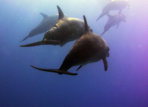 Дельфиний риф Сатайя (Дом дельфинов)