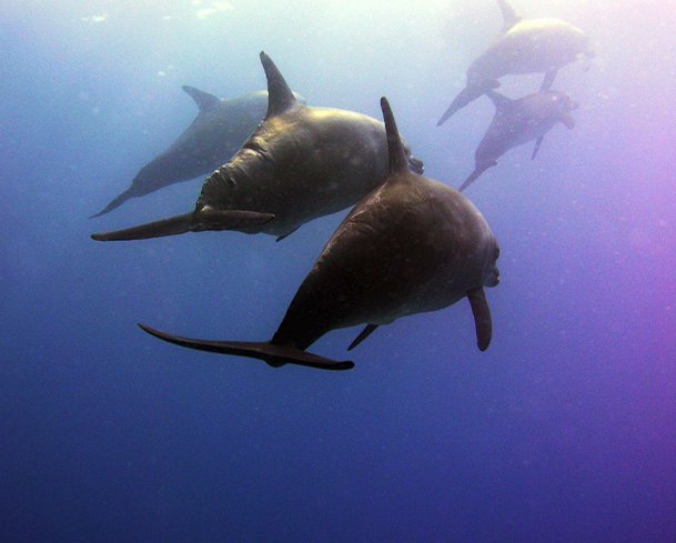 Дельфиний риф Сатайя (Дом дельфинов)